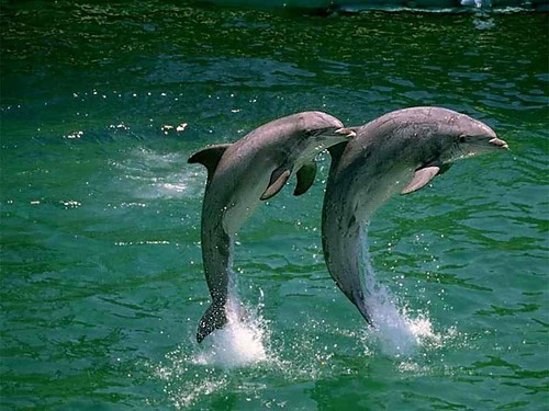 DELFINKI