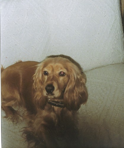 Moja cocer spanielka
