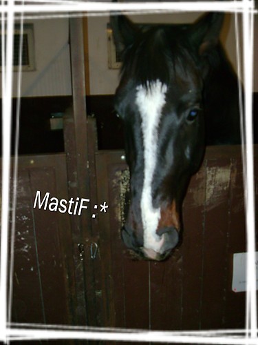 MastiF ;*