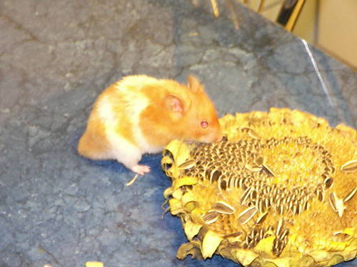 mumu
