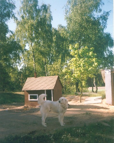 Psiak 