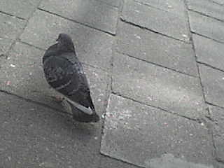 Dzikie gobie  ;P