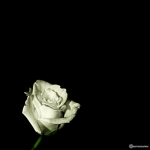 White rose