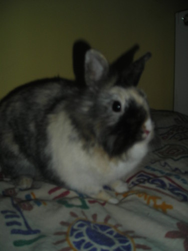 ...: My Rabbit xD:...