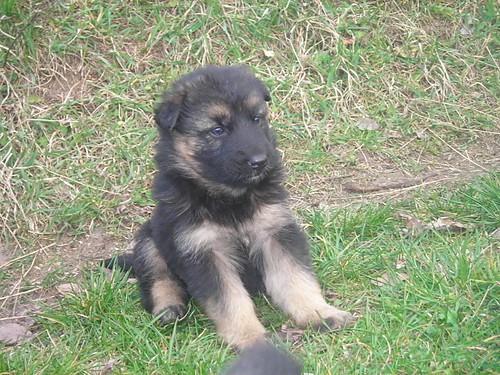 Moj piesek:*