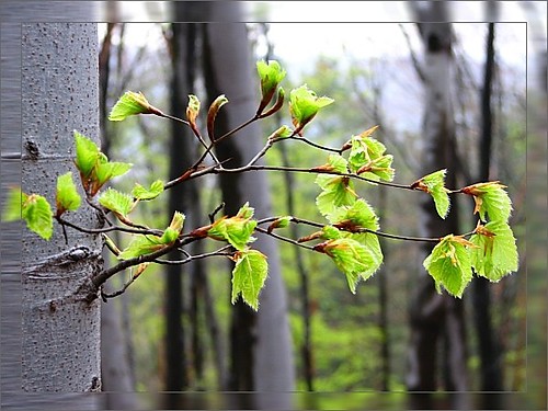 the spring