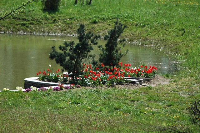sadzawka
