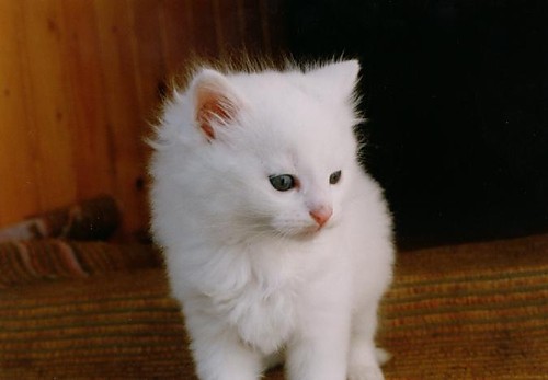 kotek