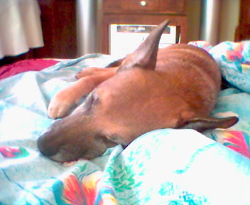 my dog:*