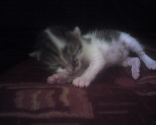 kotek =]
