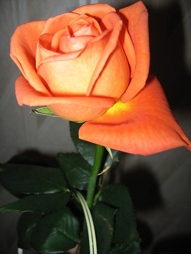 >kiss from the rose