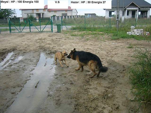 Meysi V.S Hazor