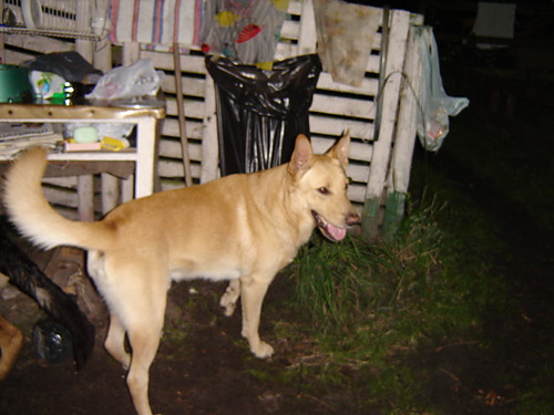 Skubi 