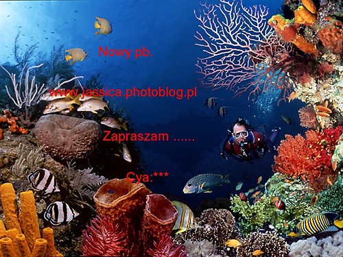 NOWY PB