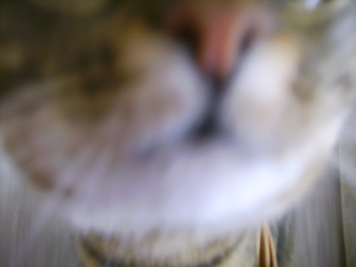 Kitek