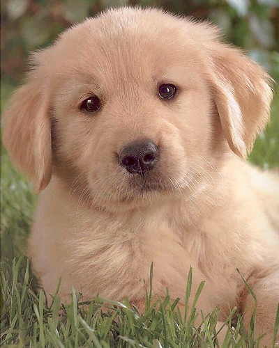 piesioo:)