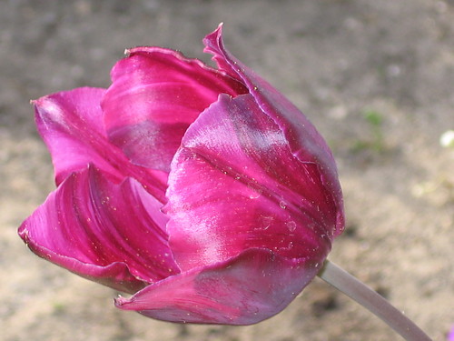 Tulipan