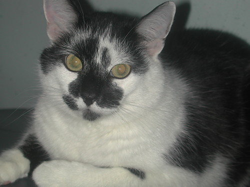 Albert