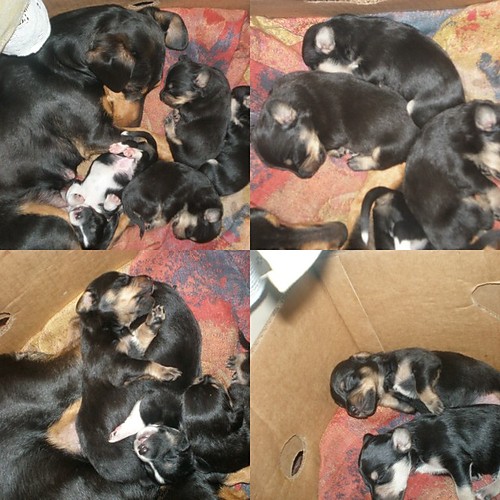 znow pieski :)