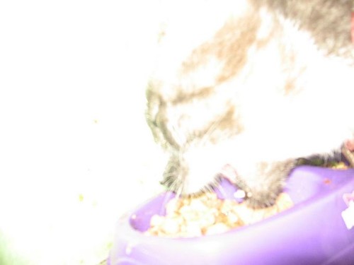 rrrrrr