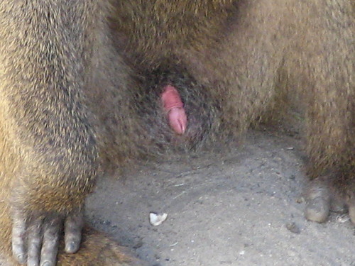 Baboon