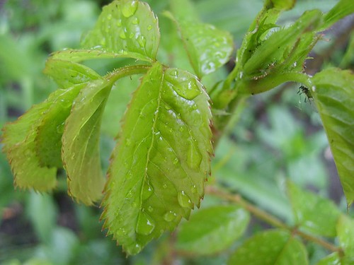 zielono