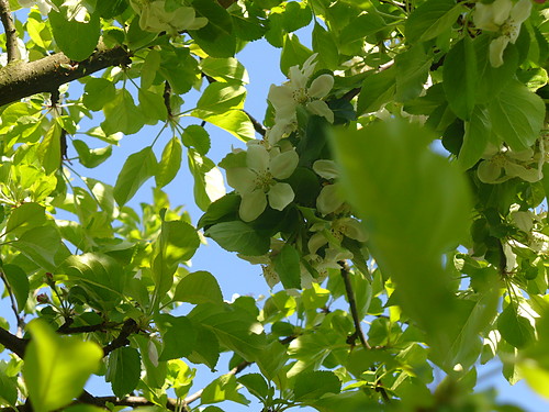 Apple Tree 