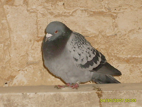 Columba