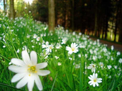 Wiosna...