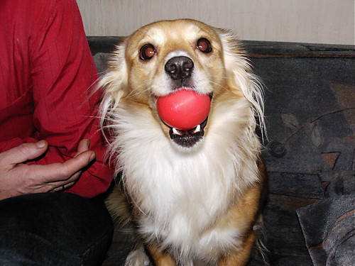 mY dOg  :D    SeSyJkA :D :*