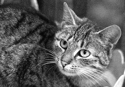 Ale on ma ocyska...:) 