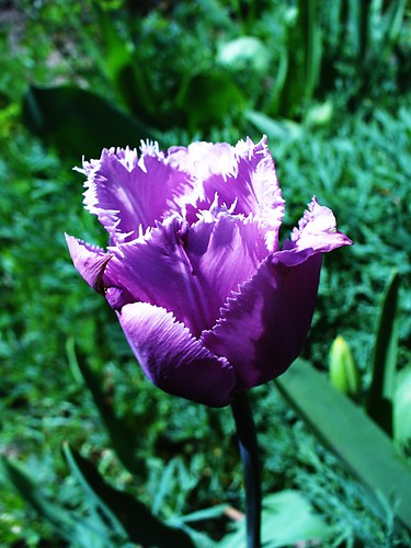 Tulipan strzpiasty