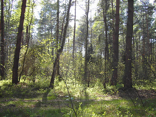 spokój