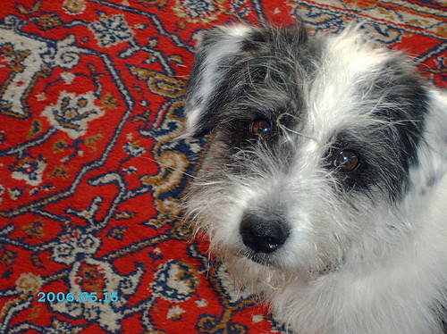 piesek