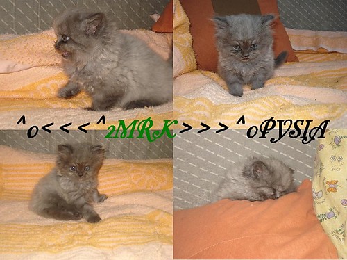 PYSIA..........
