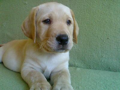 Fajny Piesek~!!!! ~:D:D