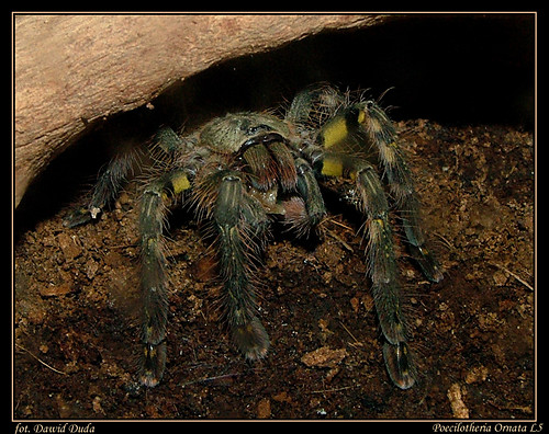 Poecilotheria Ornata