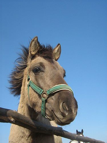 Turkus