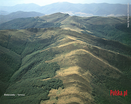 Tarnica...