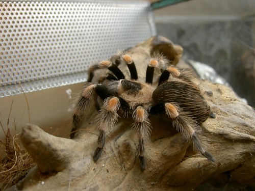 B.smithi