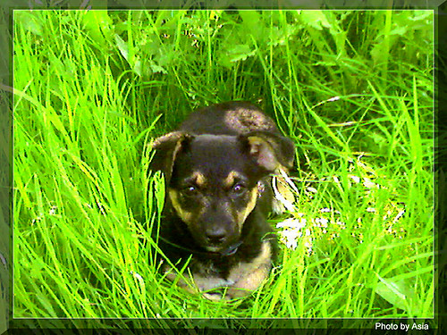 Kora :]