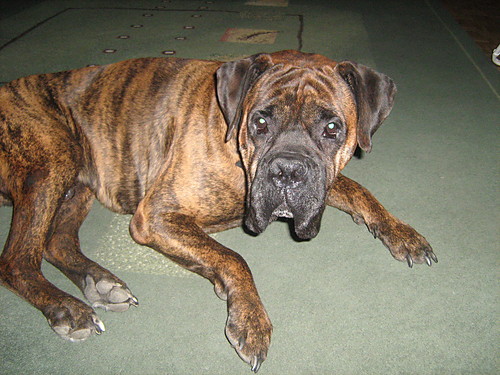 ---BoRyS---
