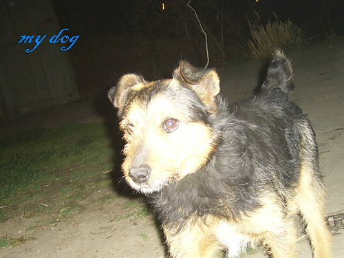 mj kochany pisesek 