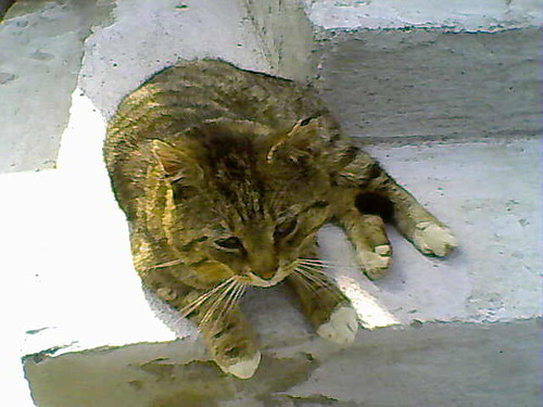 Kociu:))))