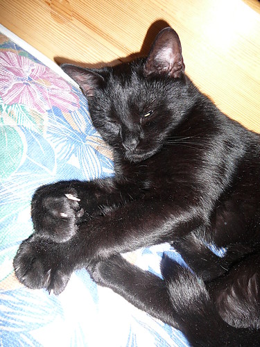 mj kotek ;)
