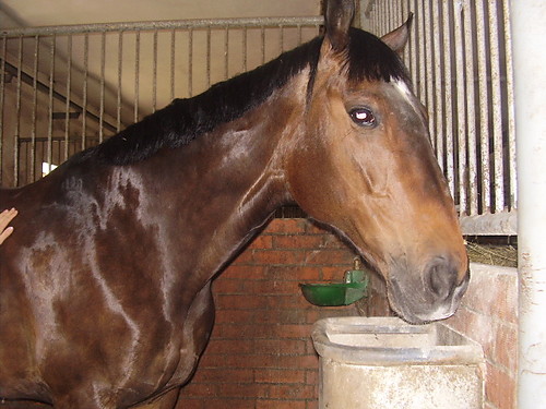 Cordusia:*