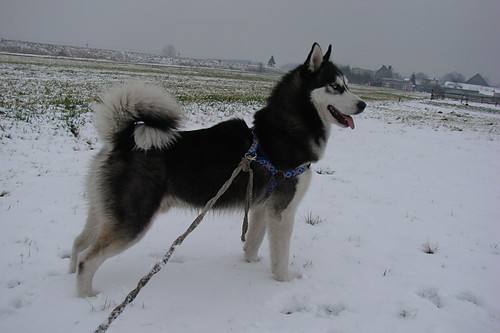 Max baczny obserwator