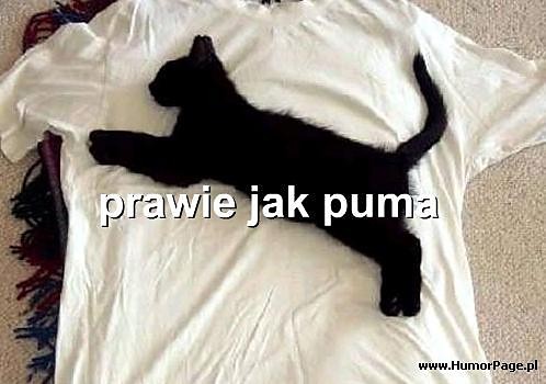 Puma;D