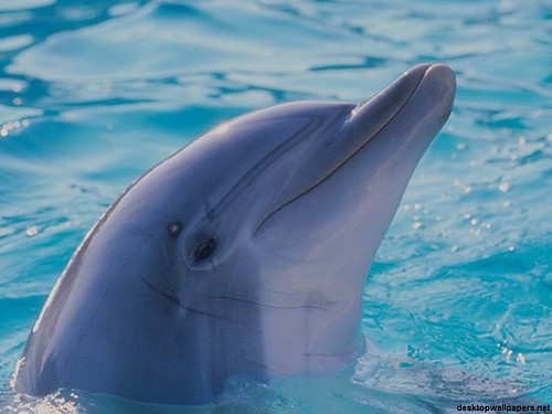 delfinekk