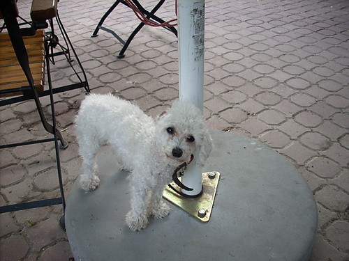 mj kofany piesek :)